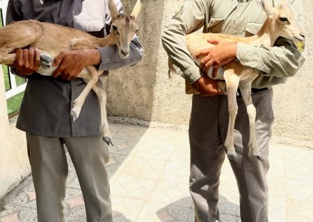 کشف دو بره میش وحشی در بازرسی از منزل شکارچی متخلف در شهرستان کازرون