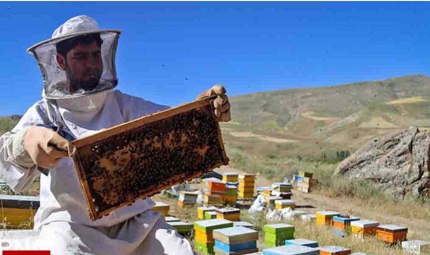 طرح ملی سرشماری زنبورستان‌های بیضا همزمان با دیگر نقاط کشور آغاز شد