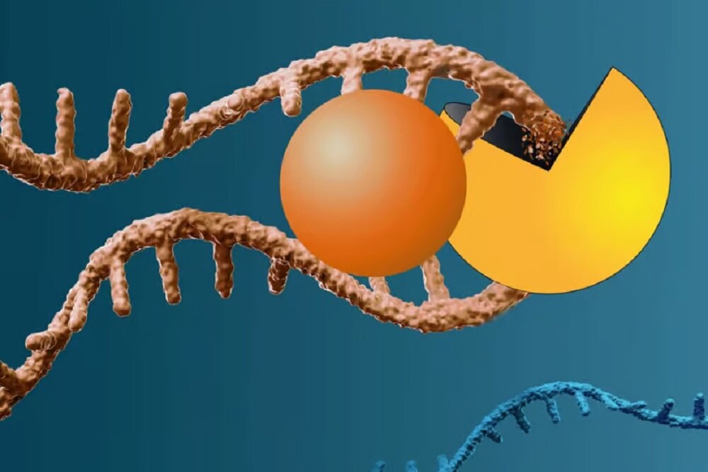 مولکولی که ژن رایج سرطان‌زا را می‌جود!