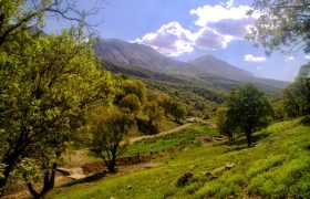 بهره برداری غیر مجاز بنه، محصولات جنگلی و مرتعی ممنوع