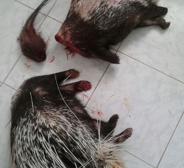 دستگیری دو متخلف شکار در حاشیه منطقه حفاظت شده میانجنگل