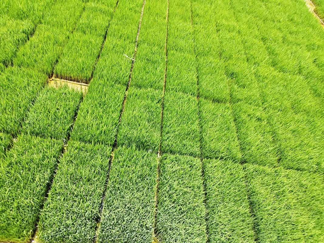 پایان خزانه گیری ۳۵۰۰ هکتار از شالیزارهای بیضا