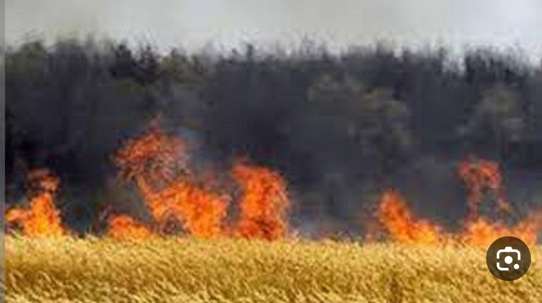 عامل آتش‌سوزی ۶۰  هکتار از اراضی کشاورزی در کازرون دستگیر شد