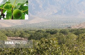 قطب انجیر ایران در مسیر تعالی