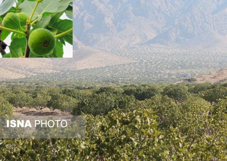 قطب انجیر ایران در مسیر تعالی