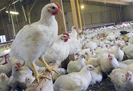 واردات تخم مرغ نطفه دار/ پیش بینی تولید ۱۲۵ میلیون جوجه