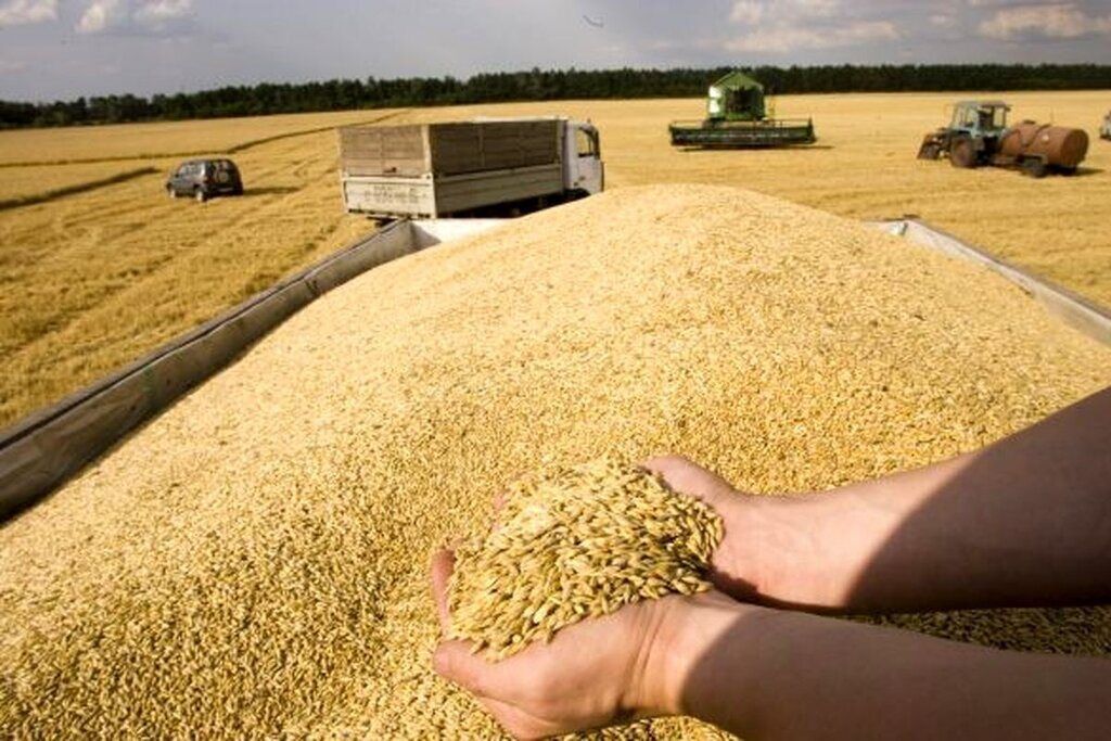 افزایش پنج برابری تولید گندم در فارس