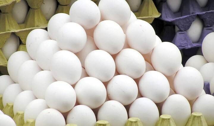 افزایش ۲۰ درصدی تولید تخم مرغ در سروستان
