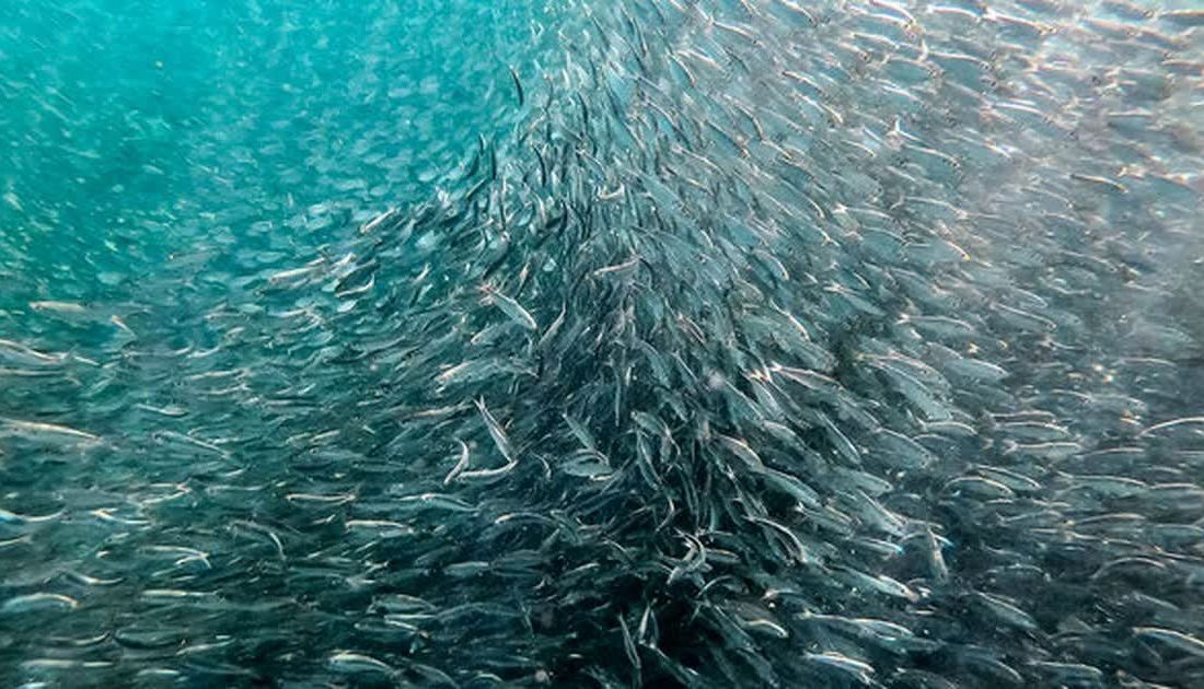 رهاسازی بیش از ۱۶ هزار قطعه بچه ماهی در دریاچه سد درودزن