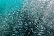 کشف ۱۰۰ لاشه ماهی و چند هزار متر تور ماهیگیری از متخلفان سد سلمان