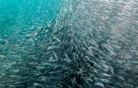 کشف ۱۰۰ لاشه ماهی و چند هزار متر تور ماهیگیری از متخلفان سد سلمان