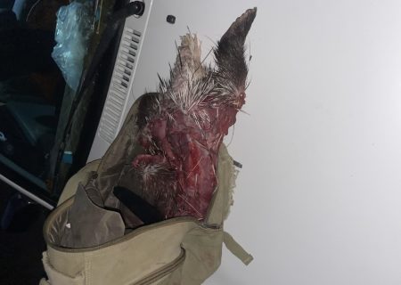 دستگیری متخلف شکار در دشت برم کازرون  به همراه ۵ قلاده سگ شکاری