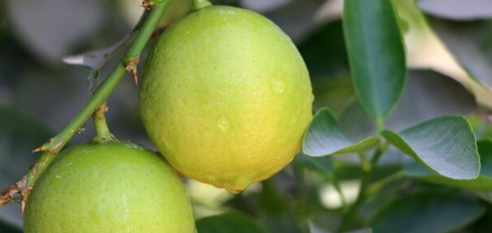 پیش بینی برداشت ۱۵۰۰تن لیمو از باغهای مُهر