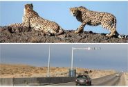 ثبت ۵ بار حضور یوز ایرانی در میاندشت/ انقراض نسل این گونه نادر جانوری صحت ندارد