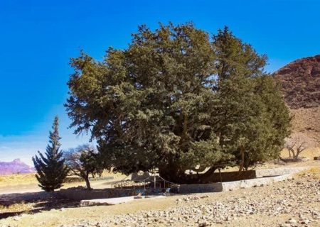 سالانه یک‌میلیون درخت در فارس کاشته می‌شود