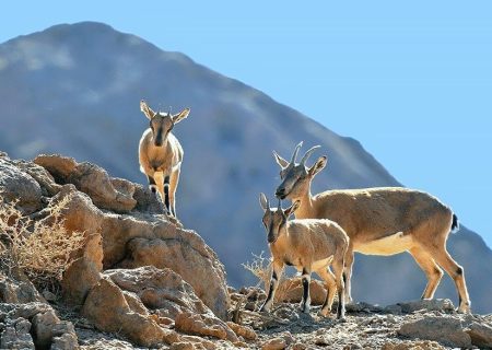 سرشماری حیات وحش منطقه شکار ممنوع بصیران