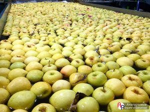 بسته بندی و ذخیره سازی میوه طرح تنظیم بازار استان فارس