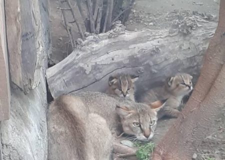 زنده‌گیری دو قلاده گربه جنگلی در مرودشت