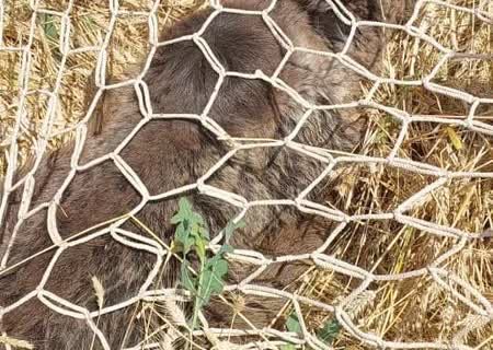 زنده گیری و تیمار خرس قهوه ای در شهرستان اقلید، فرصت دوباره برای احیای حیات وحش