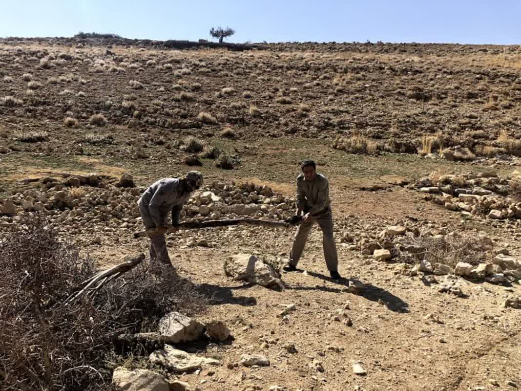 اقدام محیط زیست فیروز آباد برای جلوگیری از تلف شدن گرازهای وحشی