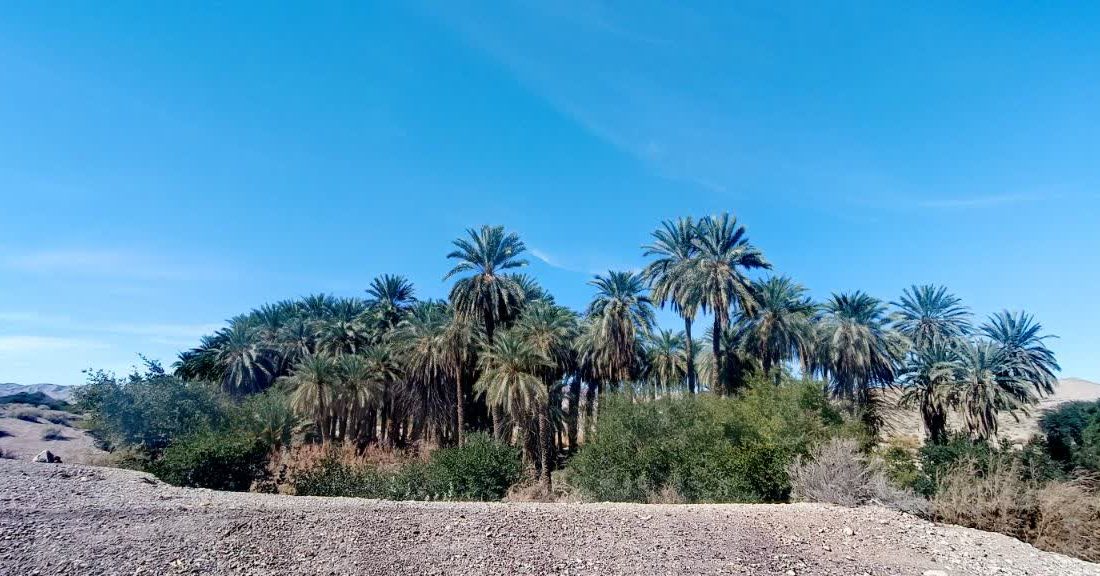 ثبت حضور خرس سیاه آسیایی در جنوب استان فارس