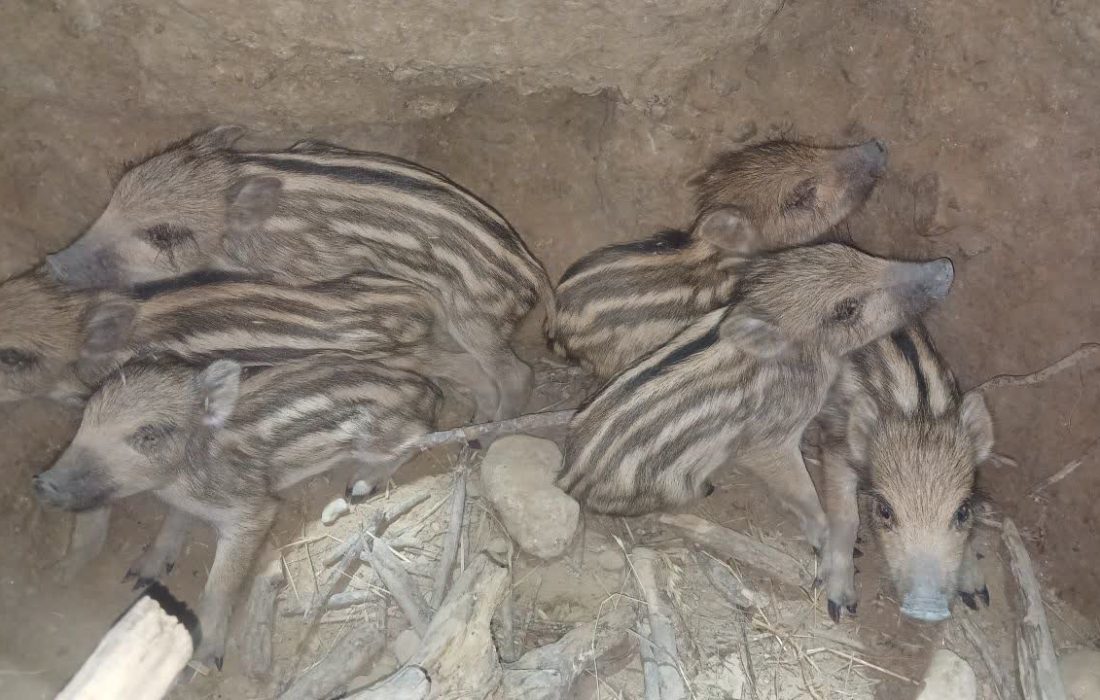 نجات شش توله گراز گرفتار در چاه ۱۵ متری توسط محیط‌بانان کازرون