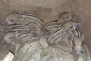 نجات شش توله گراز گرفتار در چاه ۱۵ متری توسط محیط‌بانان کازرون