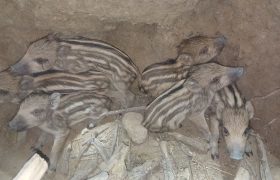 نجات شش توله گراز گرفتار در چاه ۱۵ متری توسط محیط‌بانان کازرون