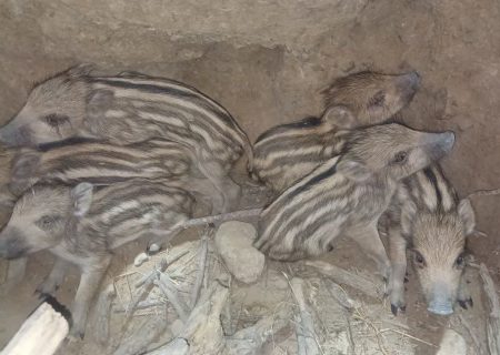 نجات شش توله گراز گرفتار در چاه ۱۵ متری توسط محیط‌بانان کازرون