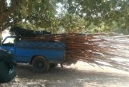 روستای سبوک نیازمند طرح جامع گردشگری؛ آلاچیق‌های غیرمجاز در حریم رودخانه جمع‌آوری شد