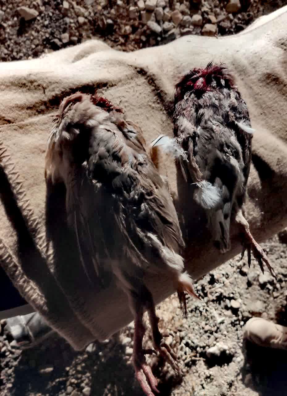 لاشه دو کبک شکارشده در پارک ملی بختگان کشف شد