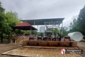 گزارش تصویری|برداشت گل محمدی از مزارع میمند و آغاز گلابگیری