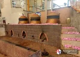 گزارش تصویری|برداشت گل محمدی از مزارع میمند و آغاز گلابگیری