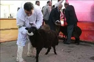 نظارت ۱۲۰ اکیپ بر ذبح بهداشتی و شرعی دام در فارس