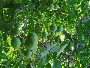 خرید نهال غیرمجاز، تهدیدی برای باغ ها
