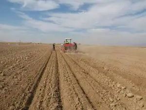 اختصاص ۳۰۰۰هکتار از اراضی سرچهان به کشت صیفی