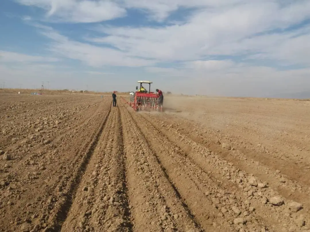 اختصاص ۳۰۰۰هکتار از اراضی سرچهان به کشت صیفی