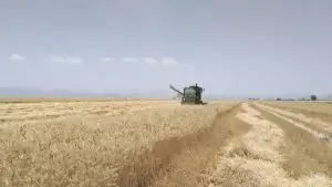 برآورد تولید ۱۰۰ هزار تن گندم در خرامه