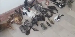 گونه های حیات وحش قاچاق در شیراز سر از باشگاه اسب سواری و منزل شخصی در آوردند