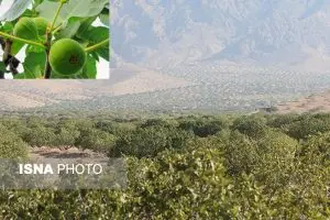 قطب انجیر ایران در مسیر تعالی