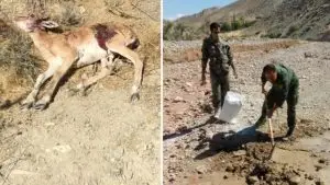 مهار طاعون نشخوارکنندگان در«بَمو»ی شیراز/ اتلاف سه دام وحشی