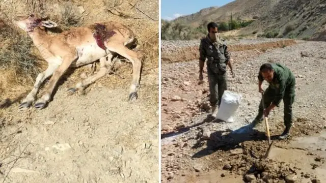 مهار طاعون نشخوارکنندگان در«بَمو»ی شیراز/ اتلاف سه دام وحشی