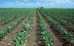 ایجاد ۵ شهر مولد کشاورزی در کشور تصویب شده است۱