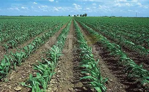 ایجاد ۵ شهر مولد کشاورزی در کشور تصویب شده است۱