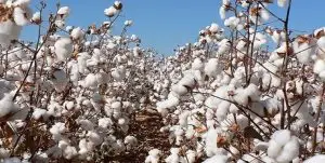 آغاز برداشت مکانیزه پنبه در زرین دشت با کمباین وش چین