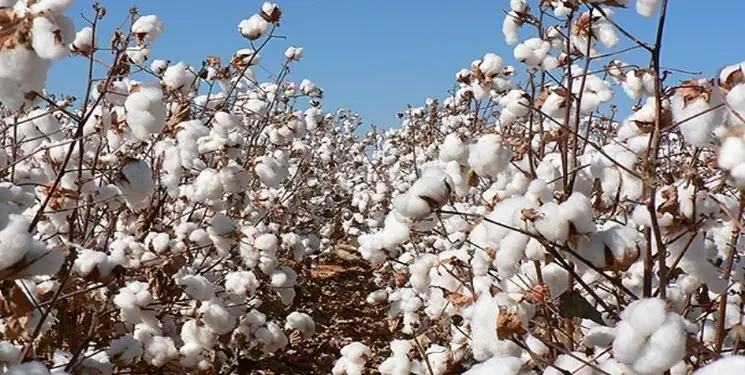 آغاز برداشت مکانیزه پنبه در زرین دشت با کمباین وش چین