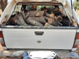 کشف هیزم جنگلی و پرندگان وحشی زنده در حوزه شهرستان شیراز