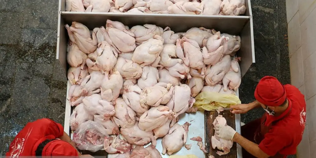 اخلالگران بازار مرغ در فارس به دادگاه ارجاع شدند