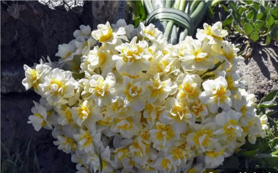 کازرون میزبان جشنواره ملی گل نرگس