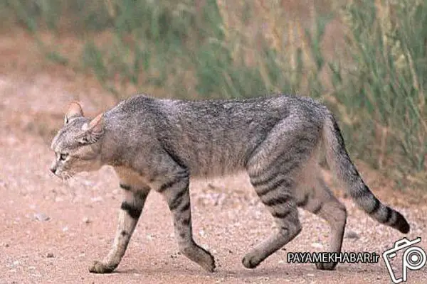 رهایی گربه وحشی از چنگال سگ‌های ولگرد در شهرستان جهرم